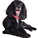 Midnight Black English Cocker Spaniel Puppy