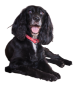 Midnight Black English Cocker Spaniel Puppy