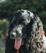 Midnight Black English Cocker Spaniel Puppy - Image 3
