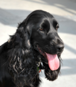 Midnight Black English Cocker Spaniel Puppy - Image 2