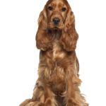 Quality Cocker Spaniel Puppies