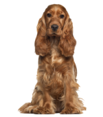 Quality Cocker Spaniel Puppies