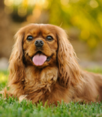 Quality Cocker Spaniel Puppies - Image 3