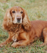 Quality Cocker Spaniel Puppies - Image 2